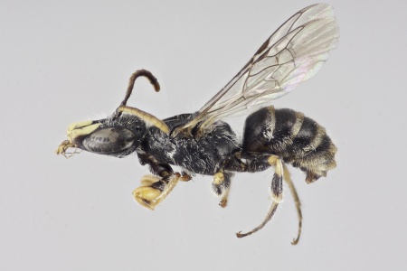 [Patagonicola aenigma male (lateral/side view) thumbnail]